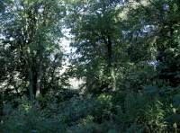 View out into the canopy of the west half of the wood