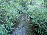 Stream by the west boundary