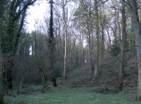 Level ground at eastern end of the woodland
