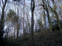 Sloping ground up above the stream