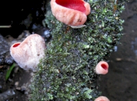 Elf-cup fungus