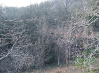 View down into the woodland from high on the north-east boundary