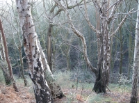 Birch trees along the north edge of the wood