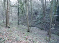 Well spaced trees giving open structure to the woodland