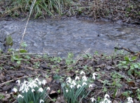 Snowdrops can be found in the woodland