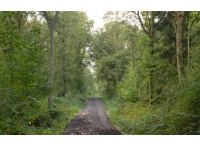 Akeman Wood - SOLD