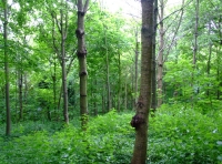 All Saints Wood - SOLD