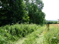 All Saints Wood - SOLD