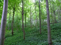 All Saints Wood - SOLD