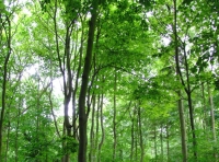 All Saints Wood - SOLD