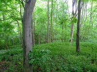 All Saints Wood - SOLD