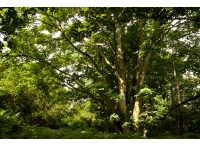 Ash Ridge Wood - SOLD