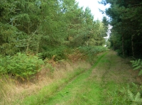 Baal Wood - SOLD