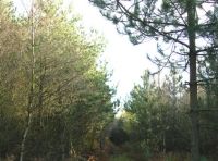 Baal Wood - SOLD photo 5