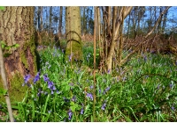 Bell Hall Wood - SOLD