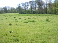 Blue Moor Meadow - SOLD photo 4
