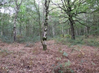 Bradfield Wood - SOLD