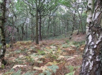 clear forest floor
