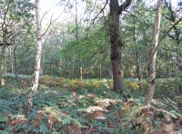 Level area with birch and oak
