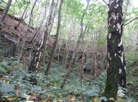 birch, banking behind