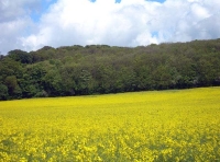 Brafords Wood - SOLD