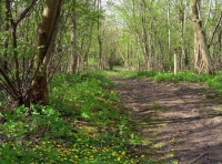 Burr Wood - SOLD