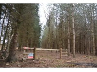 Busky Wood - SOLD