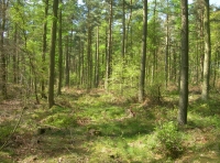 Byers Wood photo 2