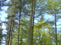 Byers Wood photo 3
