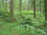 Byers Wood photo 6