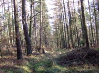 Byers Wood photo 7