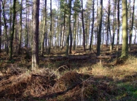 Byers Wood photo 8