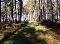 Byers Wood photo 9