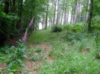 Byshottles Wood - SOLD
