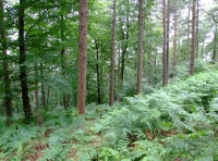 Byshottles Wood - SOLD photo 4