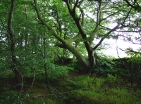 Byshottles Wood - SOLD photo 5