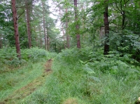 Byshottles Wood - SOLD photo 6