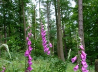 Byshottles Wood - SOLD photo 7