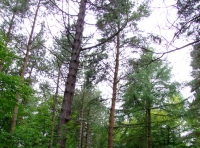 Byshottles Wood - SOLD photo 8
