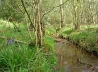 Calf Wood and meadow. - SOLD