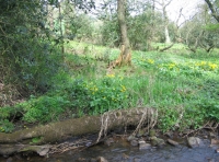 Calf Wood and meadow. - SOLD photo 10