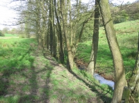 Calf Wood and meadow. - SOLD photo 11