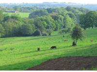 Calf Wood and meadow. - SOLD photo 12