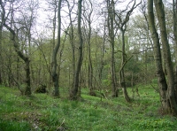Calf Wood and meadow. - SOLD photo 2
