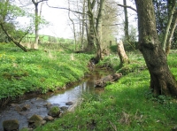 Calf Wood and meadow. - SOLD photo 3