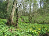 Calf Wood and meadow. - SOLD photo 4