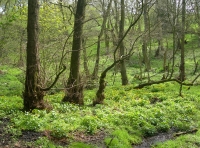 Calf Wood and meadow. - SOLD photo 5