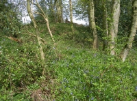 Calf Wood and meadow. - SOLD photo 6