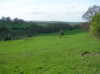 Calf Wood and meadow. - SOLD photo 7