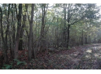 Calvert Wood - SOLD